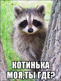  котинька моя,ты где?