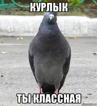 курлык ты классная