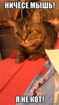 ничёсе мышь! я не кот!