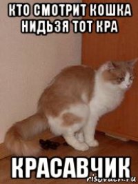 кто смотрит кошка нидьзя тот кра красавчик