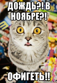 дождь?! в ноябре?! офигеть!!