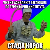 уже не удивляют бегающие по территории института стада коров