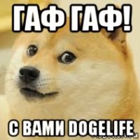 гаф гаф! с вами dogelife