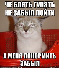 че блять гулять не забыл пойти а меня покормить забыл