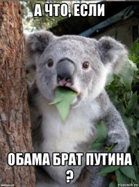а что, если обама брат путина ?