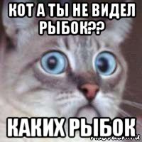 кот а ты не видел рыбок?? каких рыбок