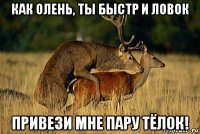 как олень, ты быстр и ловок привези мне пару тёлок!