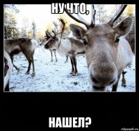 ну что, нашел?