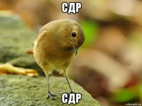 сдр сдр