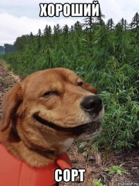 хороший сорт