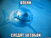 олени следят за тобой