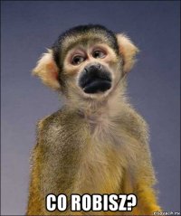  co robisz?