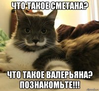 что такое сметана? что такое валерьяна? познакомьте!!!