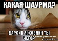 какая шаурма? барсик я! хозяин ты чего?