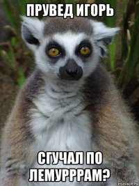 прувед игорь сгучал по лемурррам?