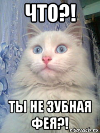 что?! ты не зубная фея?!