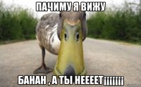 пачиму я вижу банан , а ты неееет¡¡¡¡¡¡¡