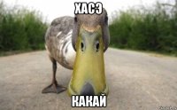 хасэ какай
