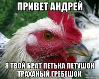 привет андрей я твой брат петька петушок траханый гребешок