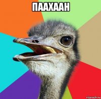 паахаан 