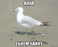 анка ебнем чайку