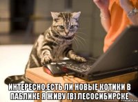  интересно,есть ли новые котики в паблике я живу [в] лесосибирске
