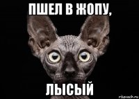 пшел в жопу, лысый