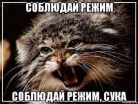 соблюдай режим соблюдай режим, сука