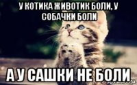 у котика животик боли, у собачки боли а у сашки не боли