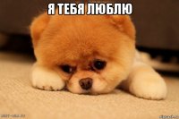 я тебя люблю 