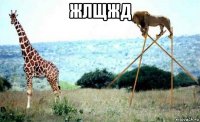 жлщжд 