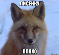 лисенку плохо