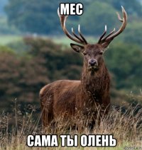 мес сама ты олень