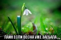  лайк если весна уже заебала
