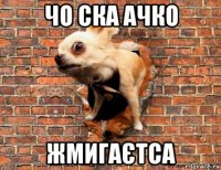 чо ска ачко жмигаєтса