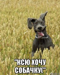 "ксю хочу собачку("