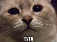  тута