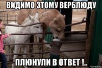 видимо этому верблюду плюнули в ответ !..