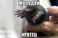 молодой кротец