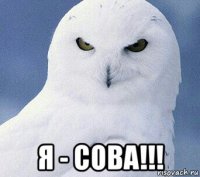  я - сова!!!