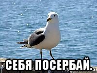  себя посербай.
