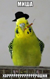миша хорррррррррррррроший