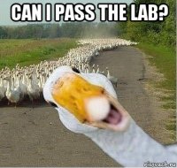 can i pass the lab? 