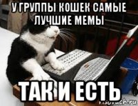 у группы кошек самые лучшие мемы так и есть