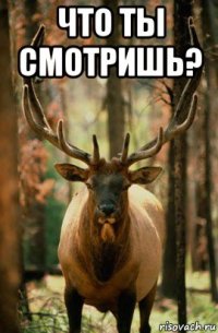 что ты смотришь? 