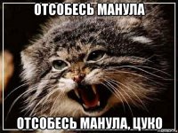 отсобесь манула отсобесь манула, цуко