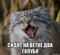  сидят на ветке два голубя