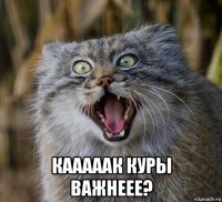  кааааак куры важнеее?