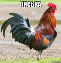 писька 