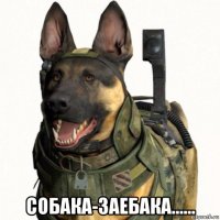  собака-заебака......